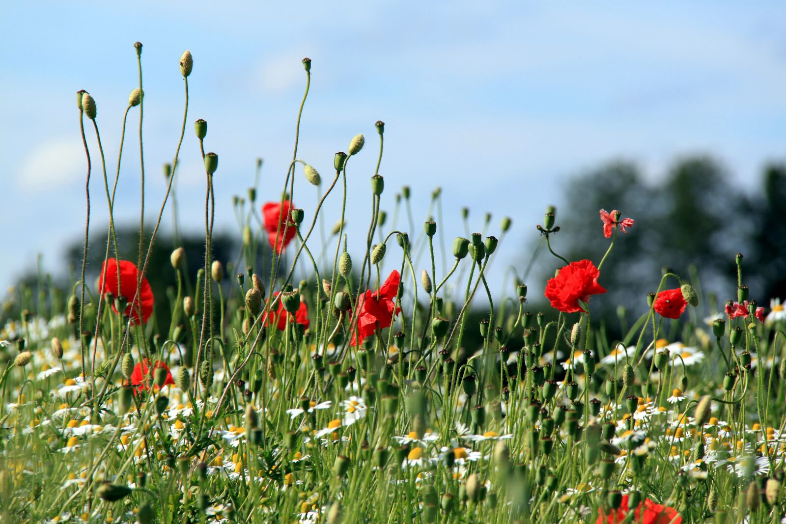 Canon EOS 500D (EOS Rebel T1i / EOS Kiss X3) sample photo. Poppy, summer, flower photography