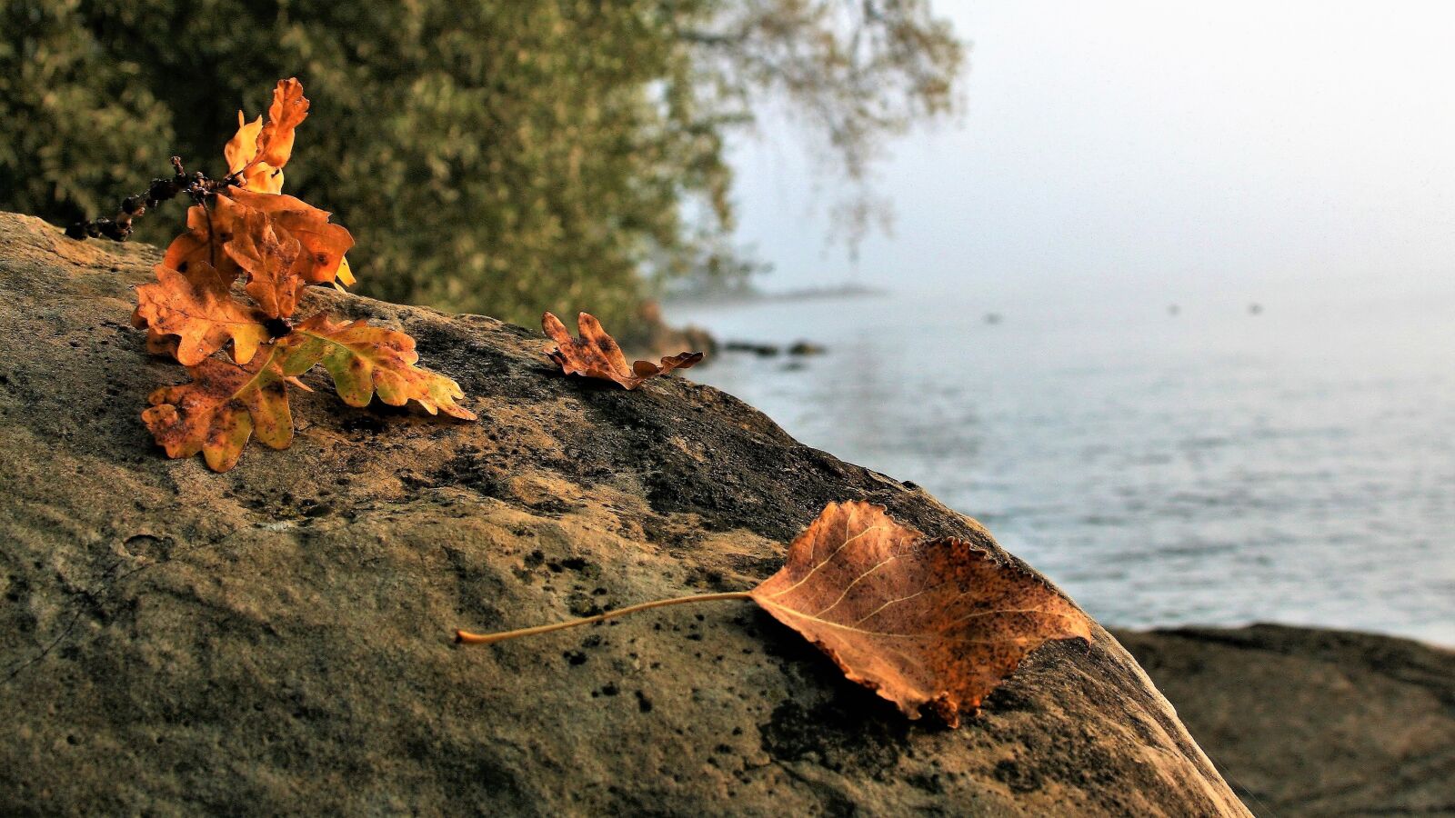 Canon EOS 400D (EOS Digital Rebel XTi / EOS Kiss Digital X) sample photo. Autumn, morning, autumn leaf photography