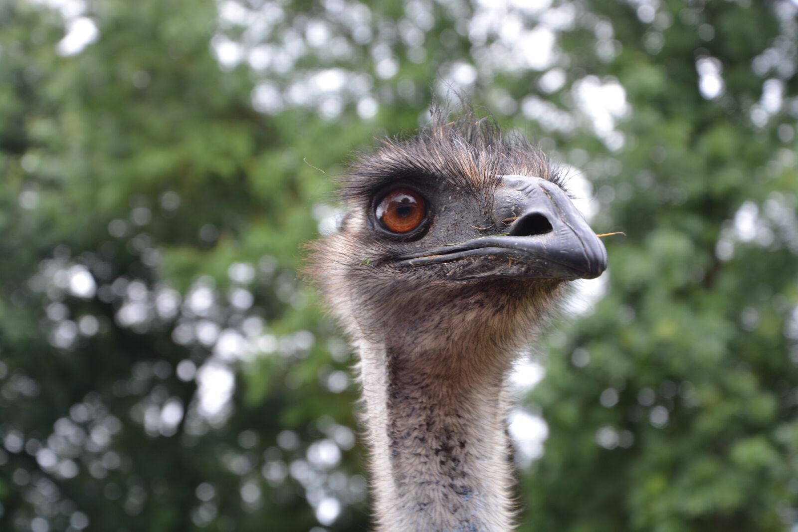 Nikon D5200 sample photo. Emu, head profile, head photography