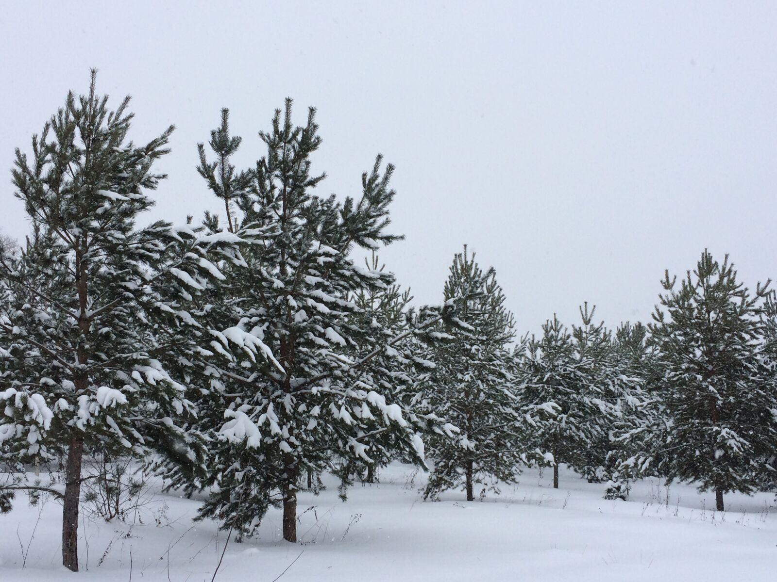 iPhone 5s back camera 4.15mm f/2.2 sample photo. Snow, winter, tree photography