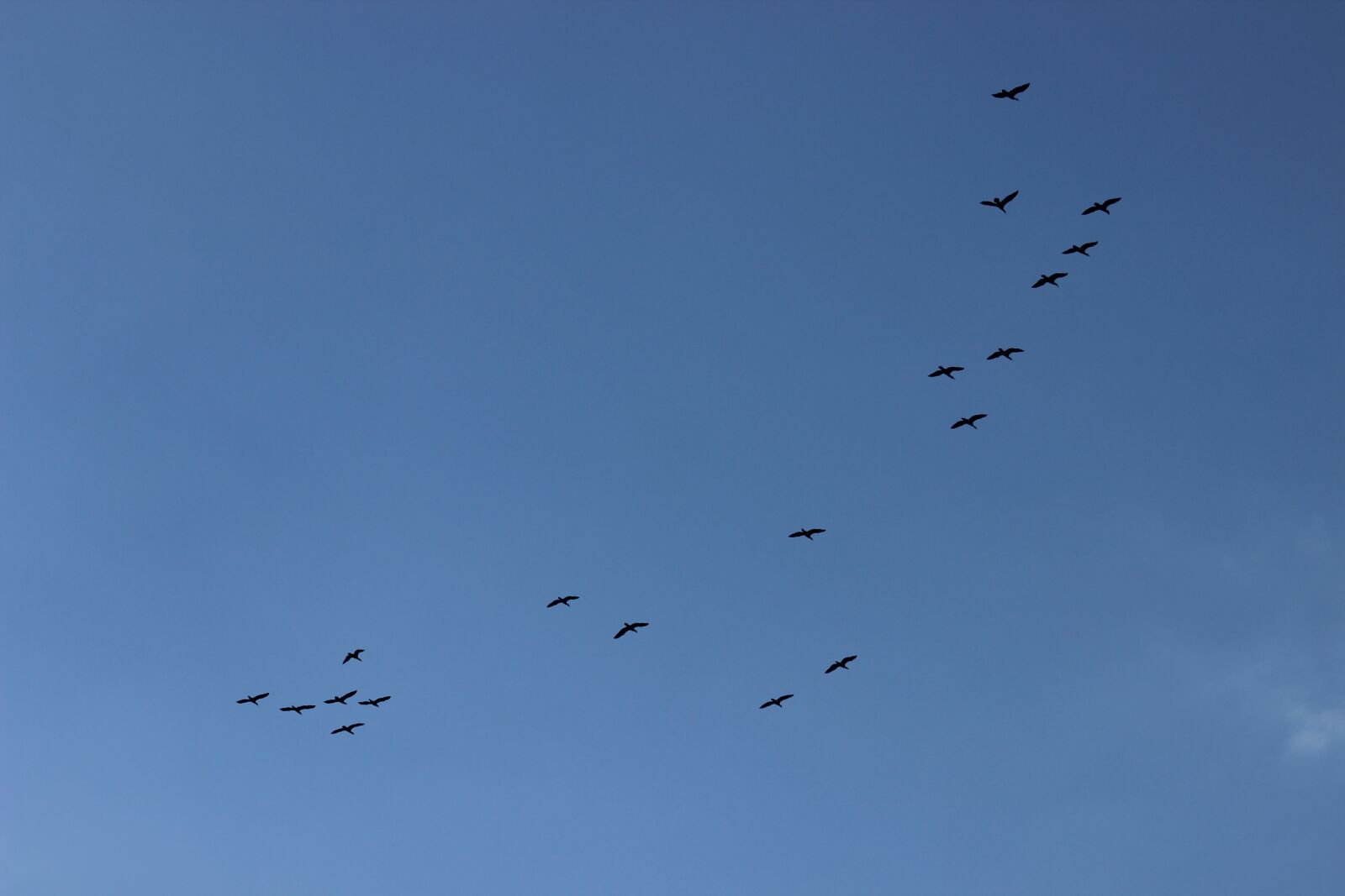 Canon EOS 600D (Rebel EOS T3i / EOS Kiss X5) sample photo. Bird flight, sky, flight photography