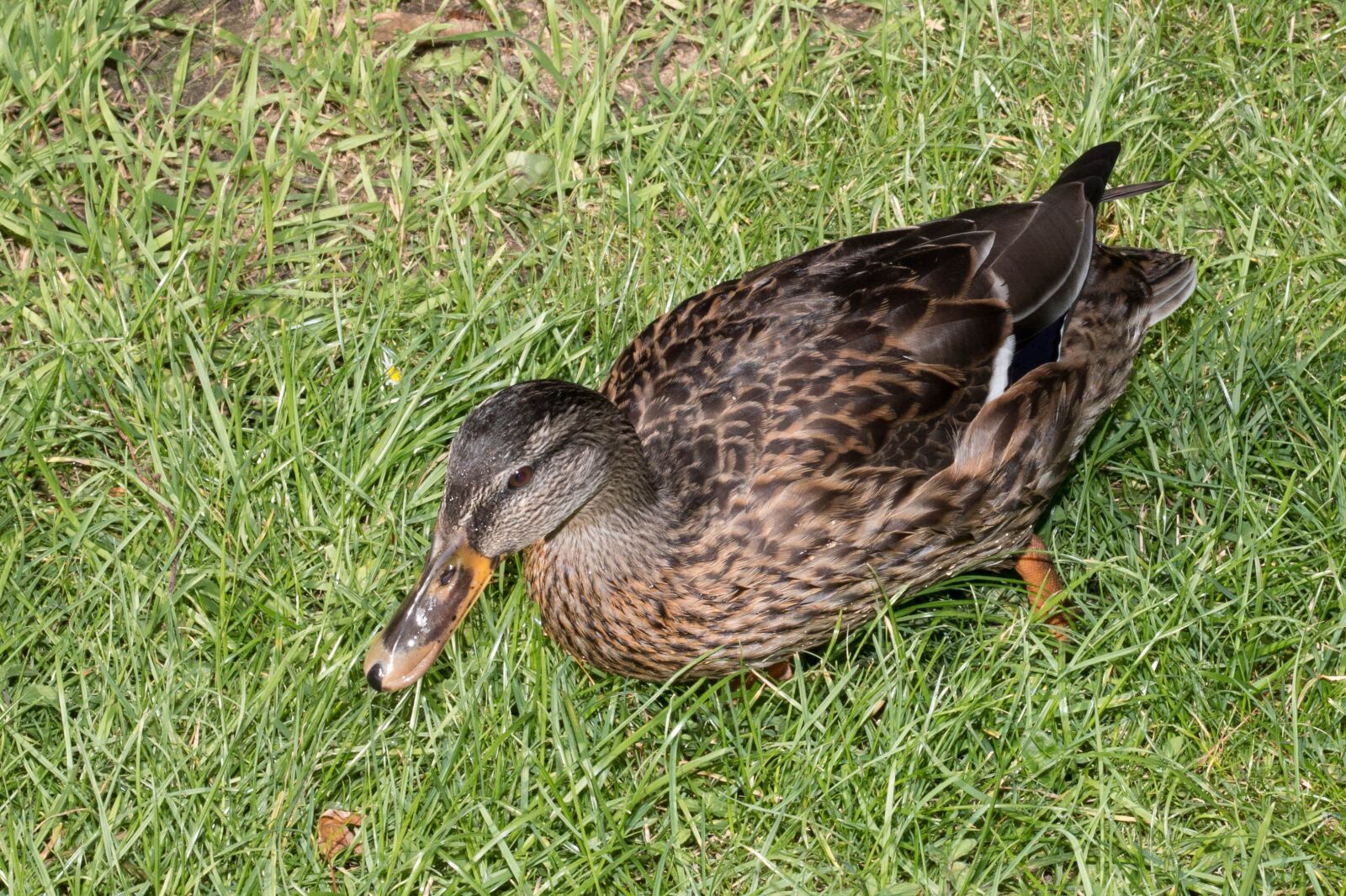 Canon EOS 70D + Canon EF 50mm F1.8 STM sample photo. Duck, water bird, mallard photography