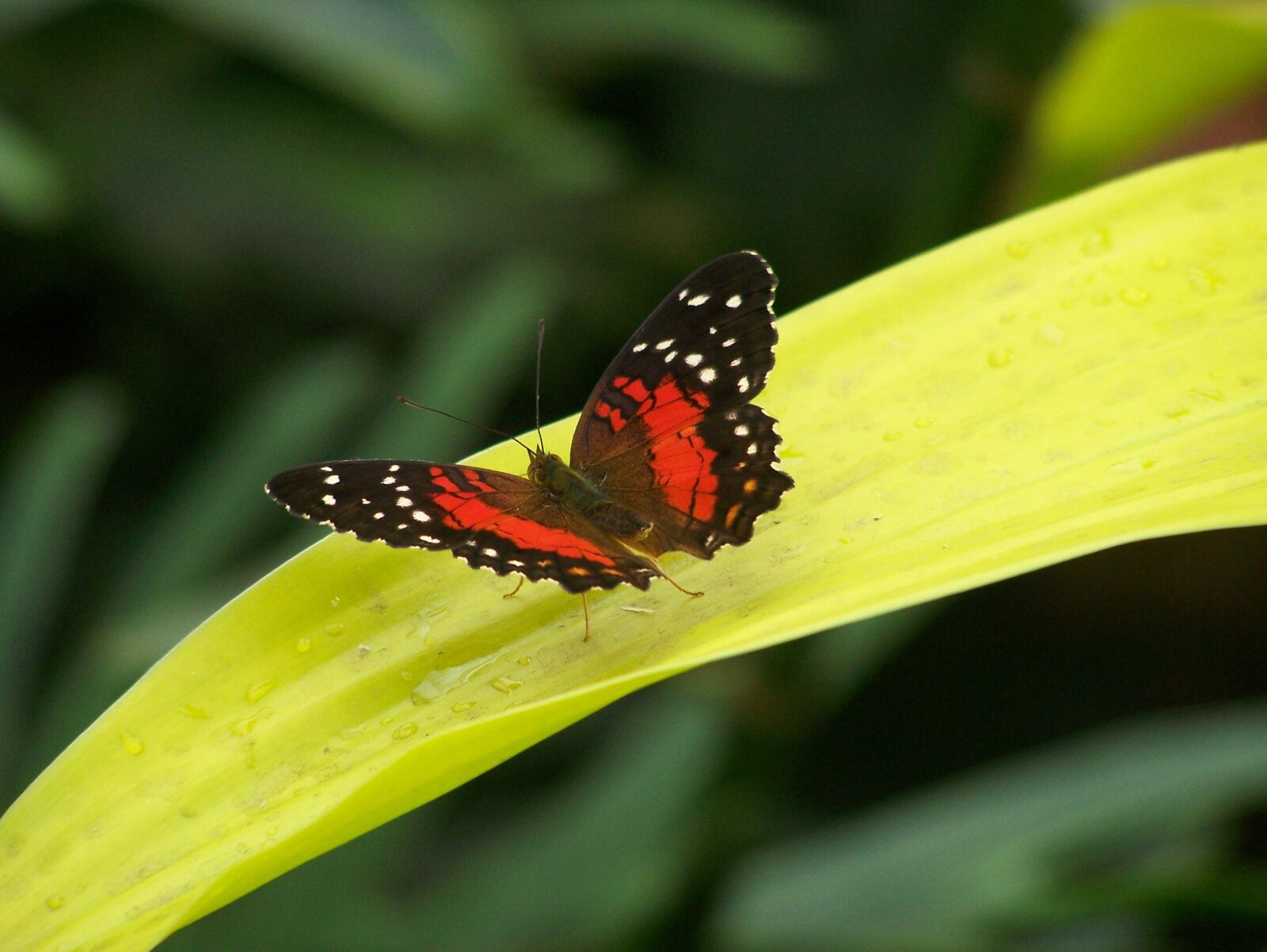 Kodak Z650 ZOOM DIGITAL CAMERA sample photo. Butterfly, sheet, wildlife photography