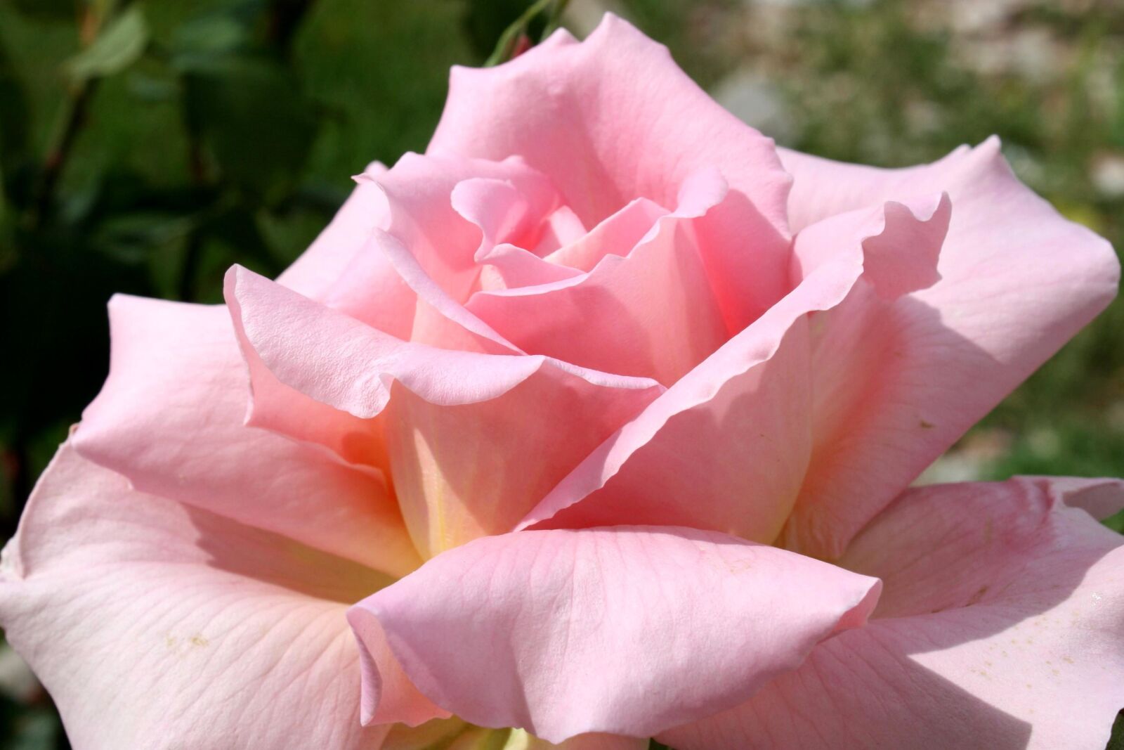 f/3.5-5.6 IS sample photo. Pink rose flowers, rose photography