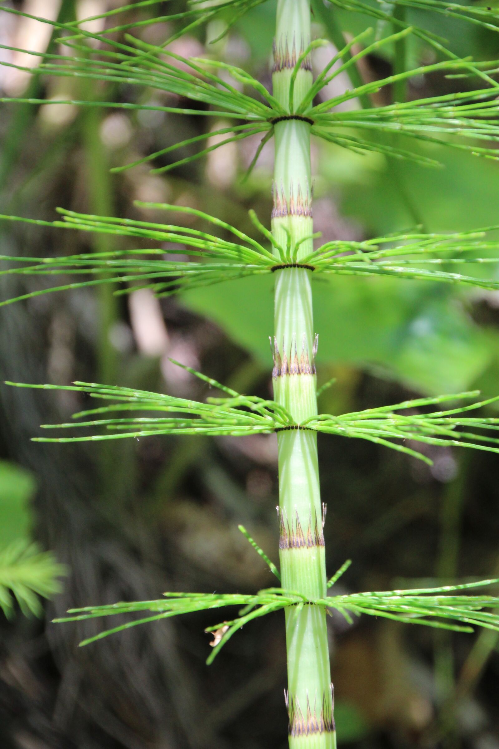 Canon EOS 1200D (EOS Rebel T5 / EOS Kiss X70 / EOS Hi) sample photo. Plant, green, leaf photography