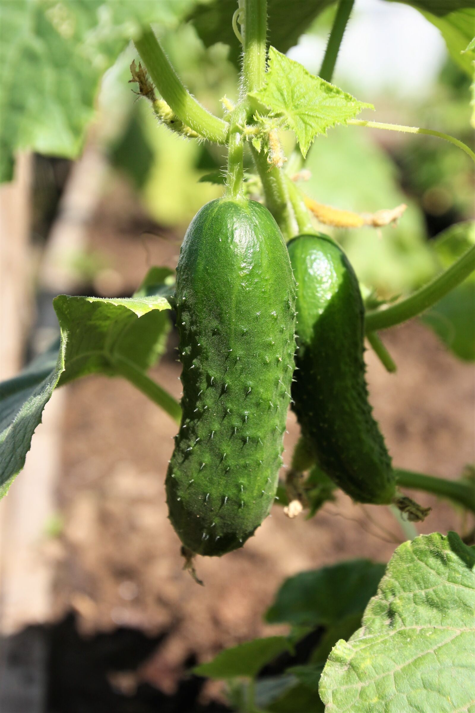 Canon EOS 60D sample photo. Cucumbers, cucumber, green photography