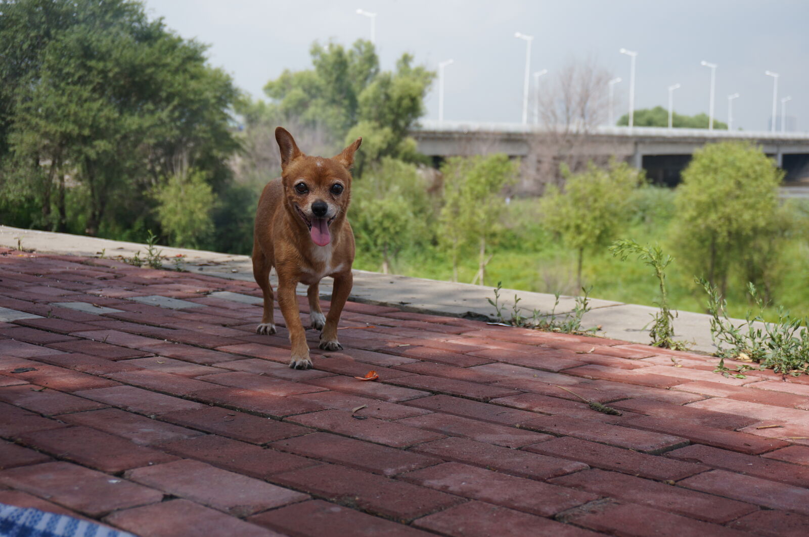 Sony Alpha NEX-5T sample photo. Dog, lovely, loyalty, pets photography