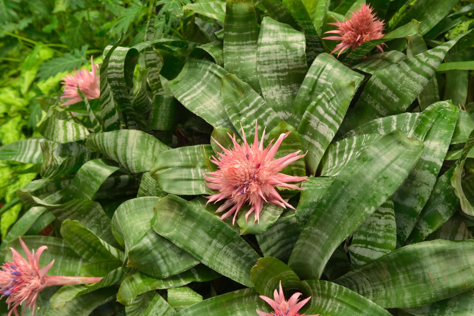 Nikon D7100 sample photo. Flower, leaf, green photography