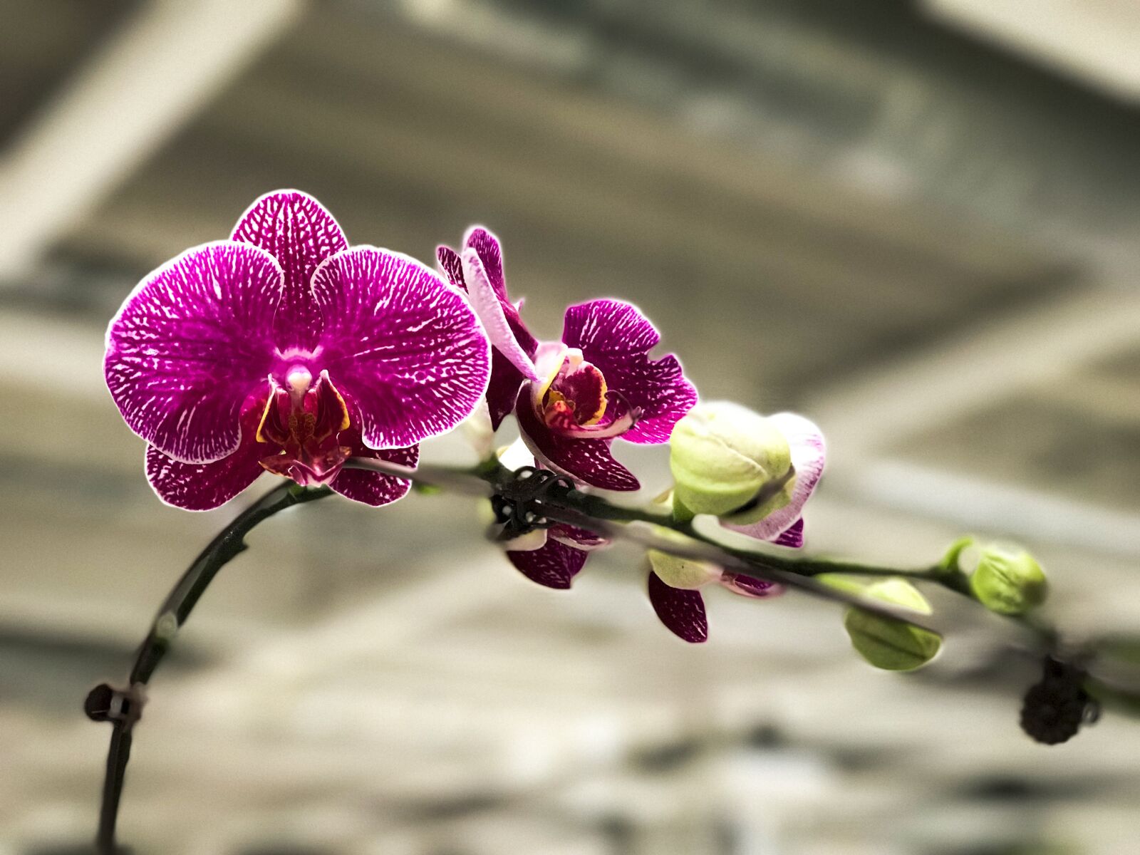 iPhone 7 Plus back dual camera 6.6mm f/2.8 sample photo. Orchid, asia, flower photography
