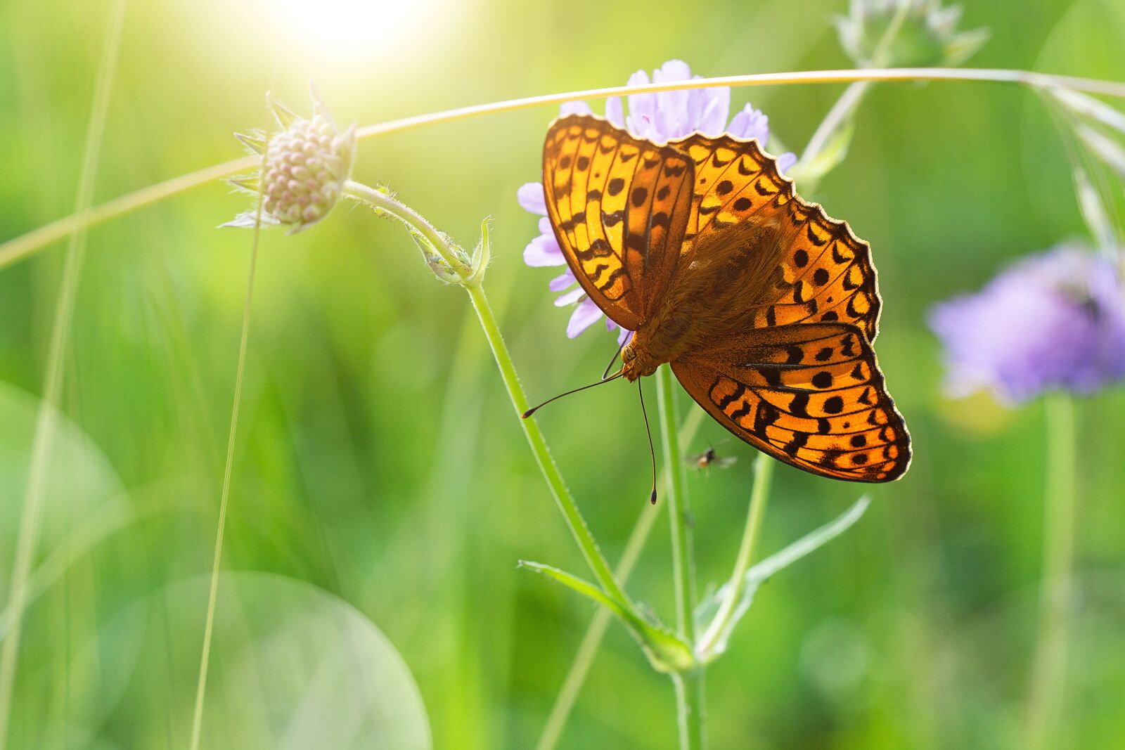 Nikon D7100 sample photo. Butterfly, edelfalter, summer photography