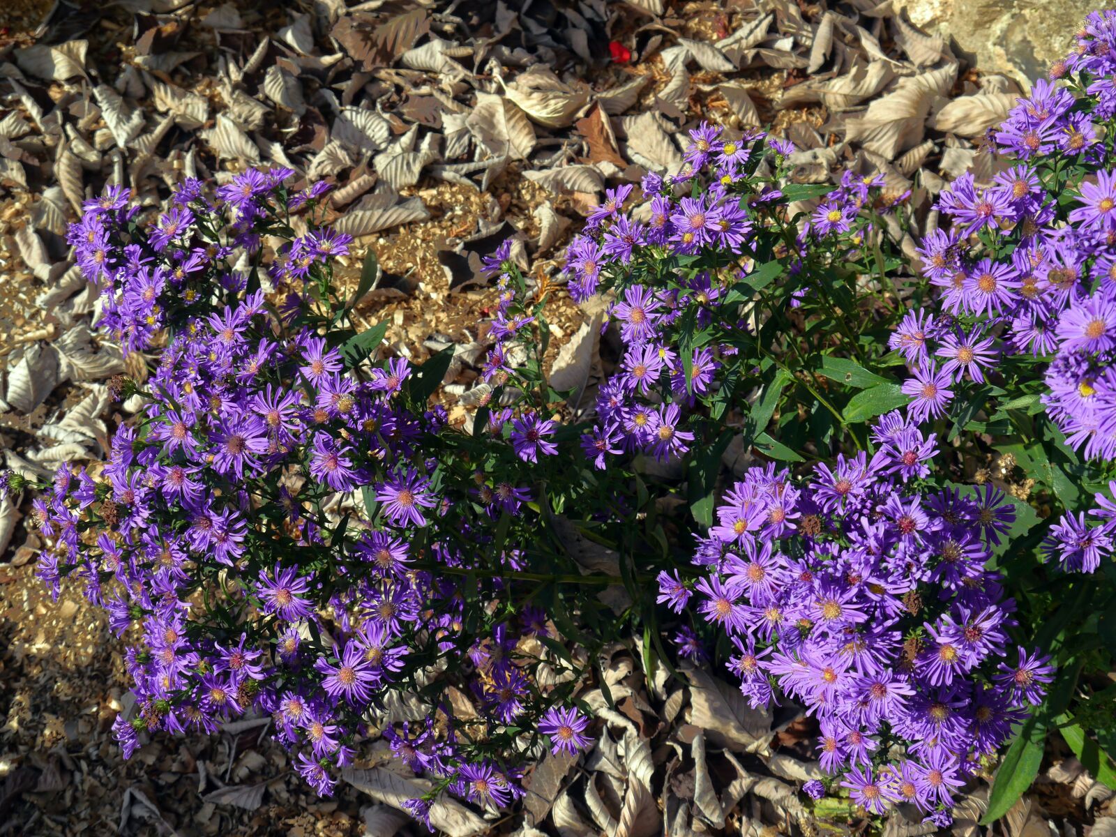 Panasonic Lumix DMC-G5 sample photo. Flowers, leaves, plant photography