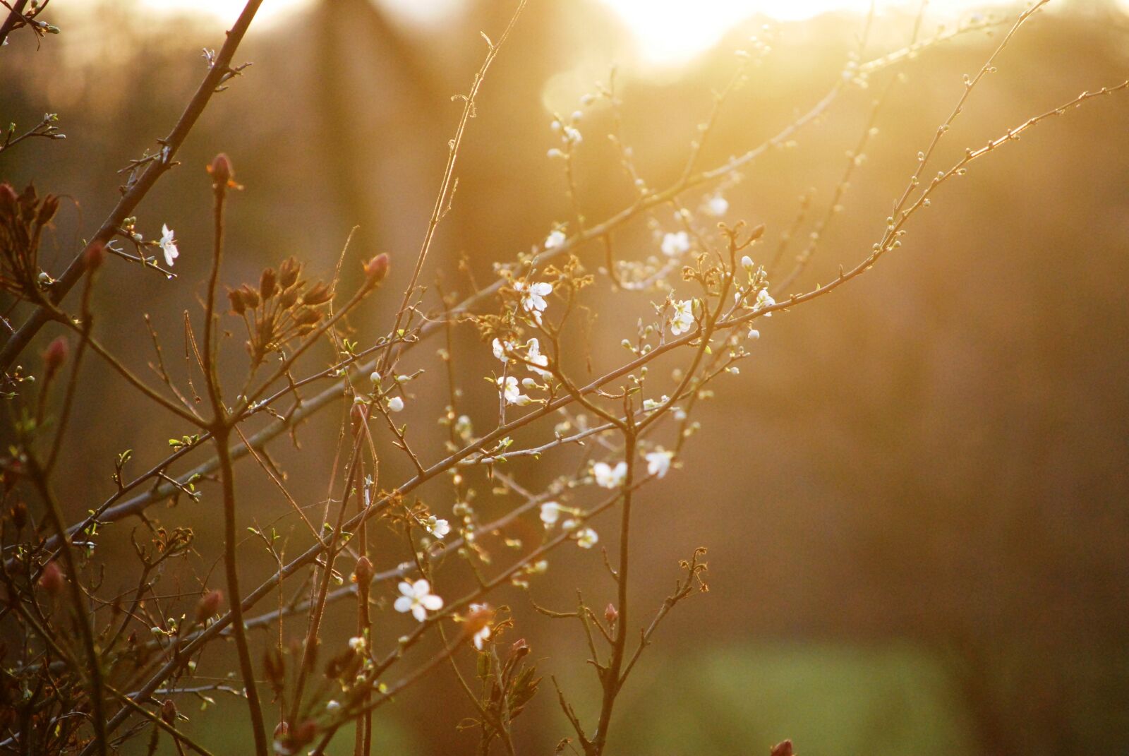 Nikon D40X sample photo. Sun, evening, mood photography