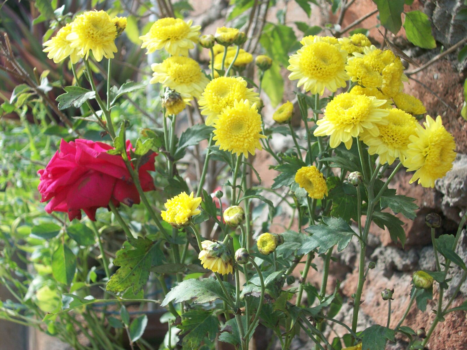 Kodak EASYSHARE M863 DIGITAL CAMERA sample photo. Rose, flowers, nature photography