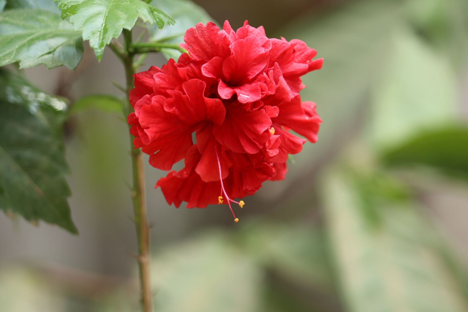 Canon EOS 250D (EOS Rebel SL3 / EOS Kiss X10 / EOS 200D II) sample photo. Flower, nature, kerala photography