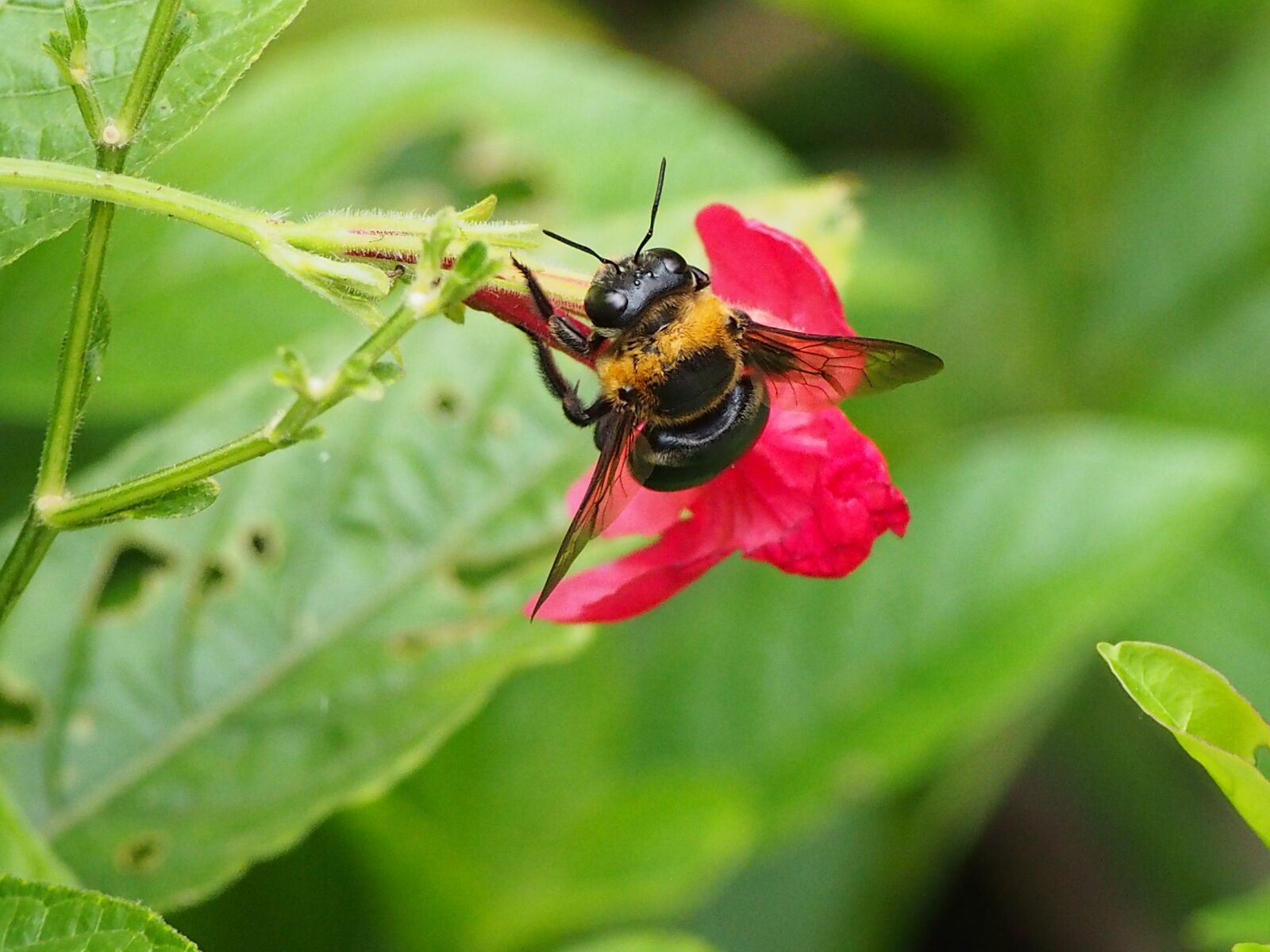 Olympus OM-D E-M5 sample photo. Bumblebee, adopt honey, park photography