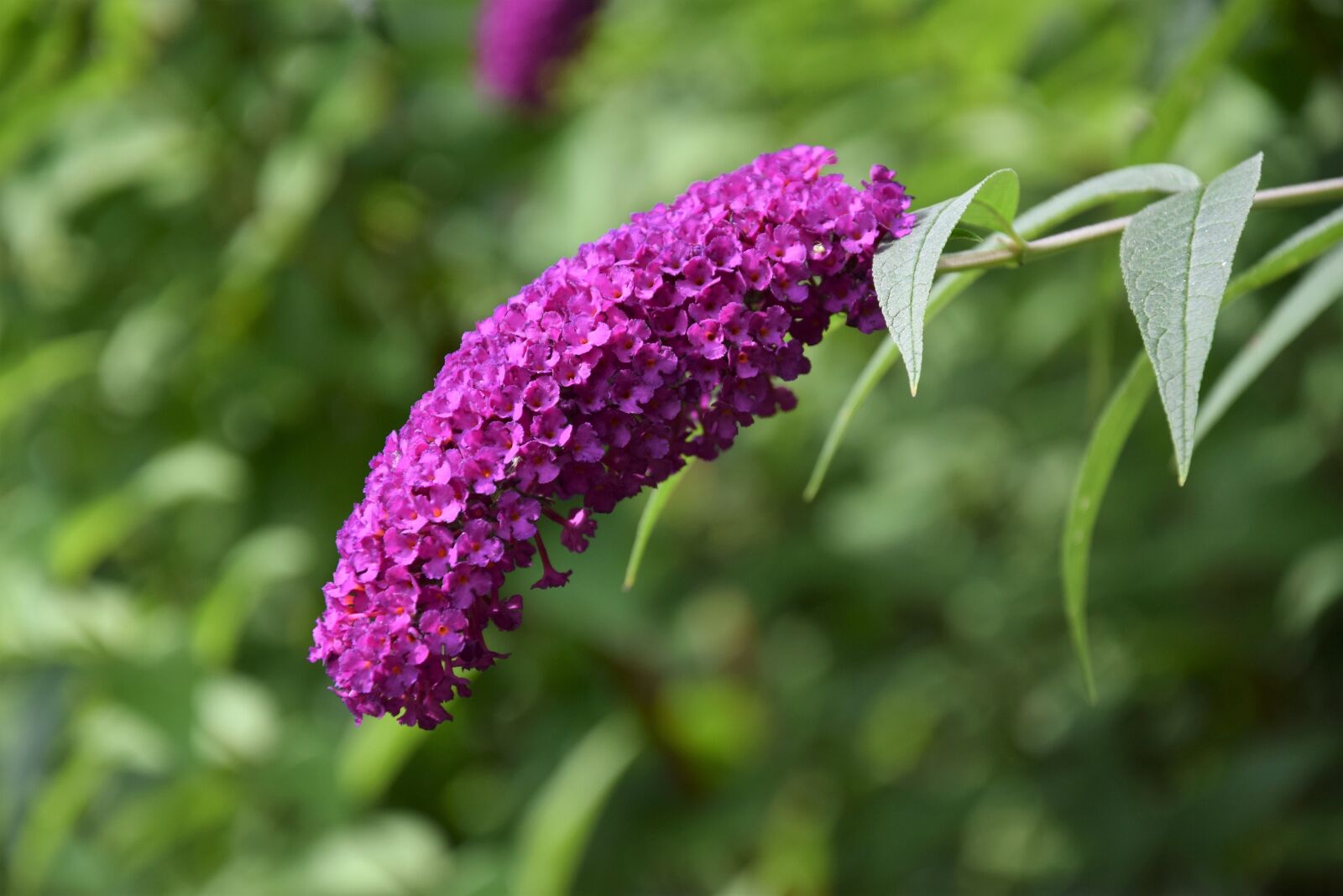 Nikon D5300 sample photo. Garden, summer, flowers photography