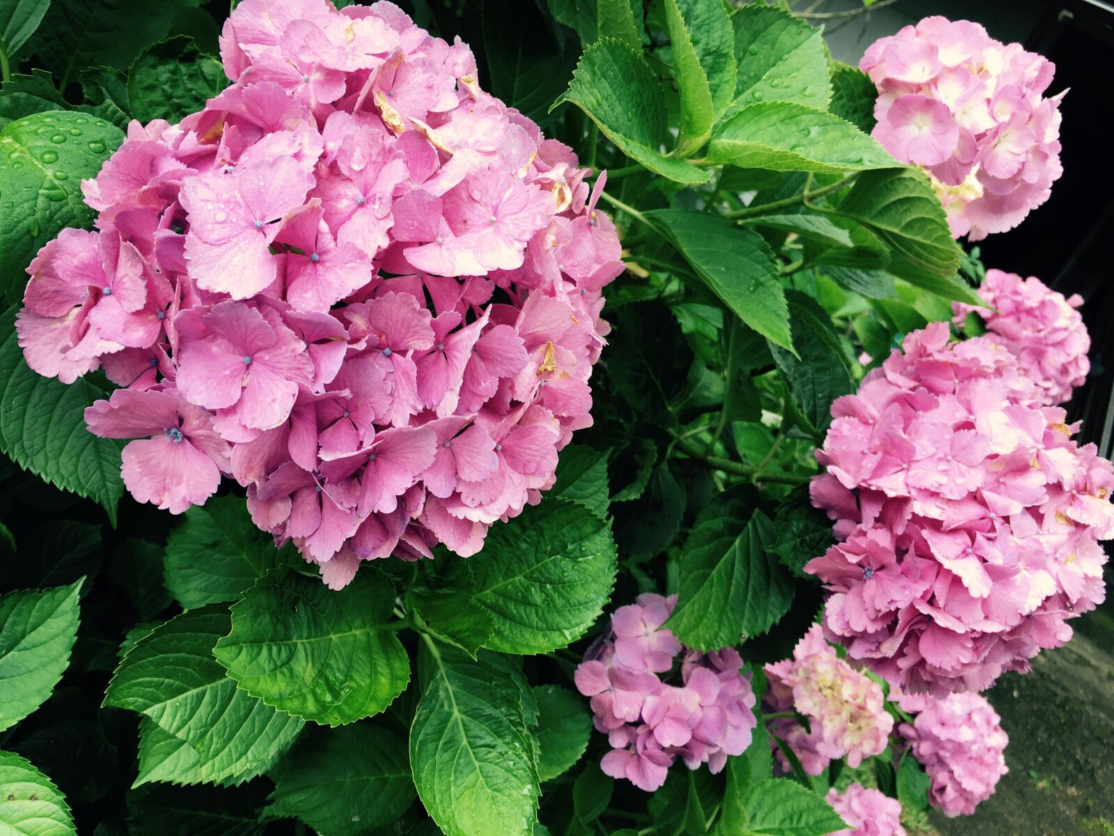 Apple iPhone 6s sample photo. Hydrangea, rainy season, purple photography