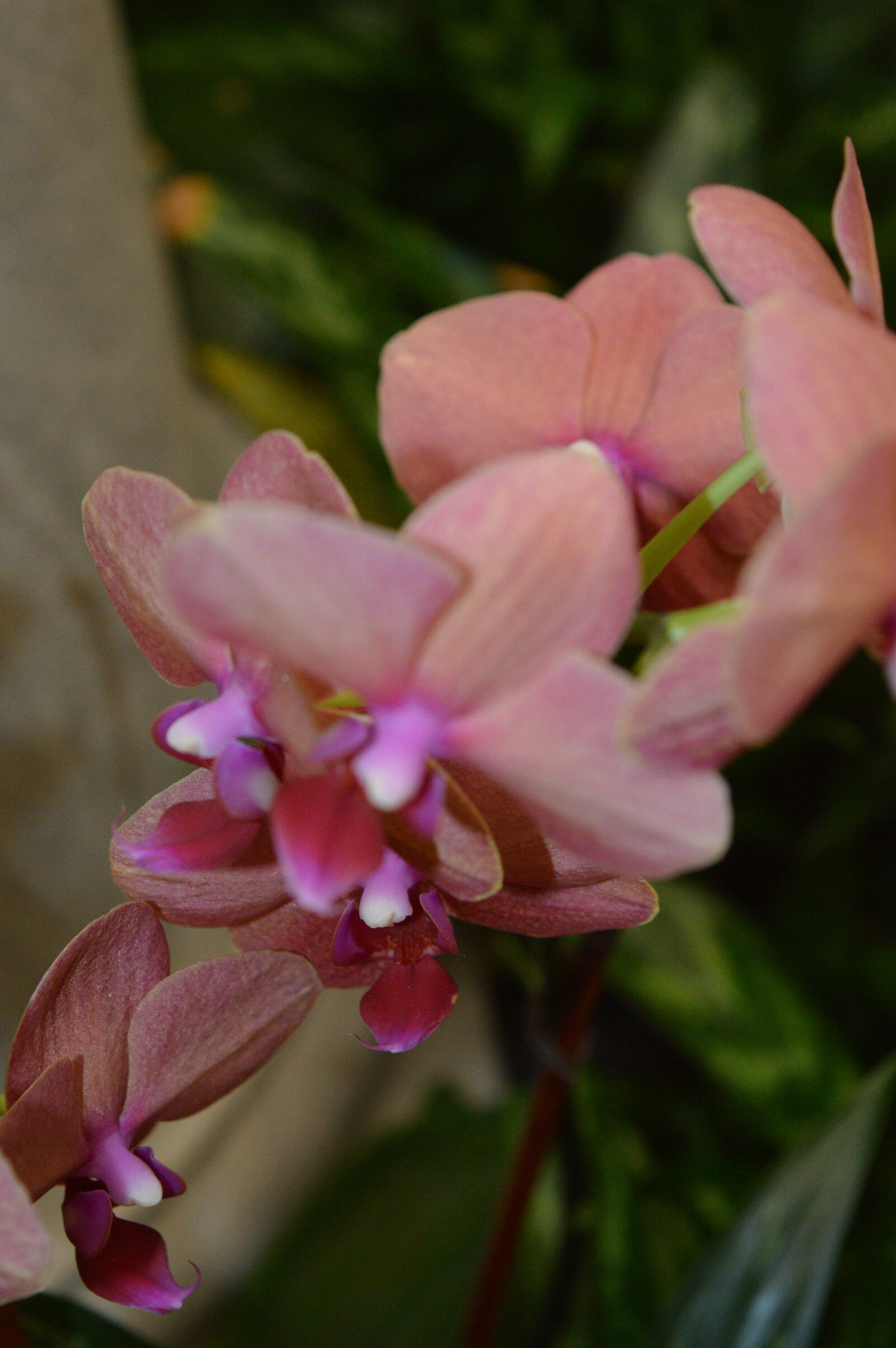 Nikon D3200 sample photo. Gardner, museum, orchids photography