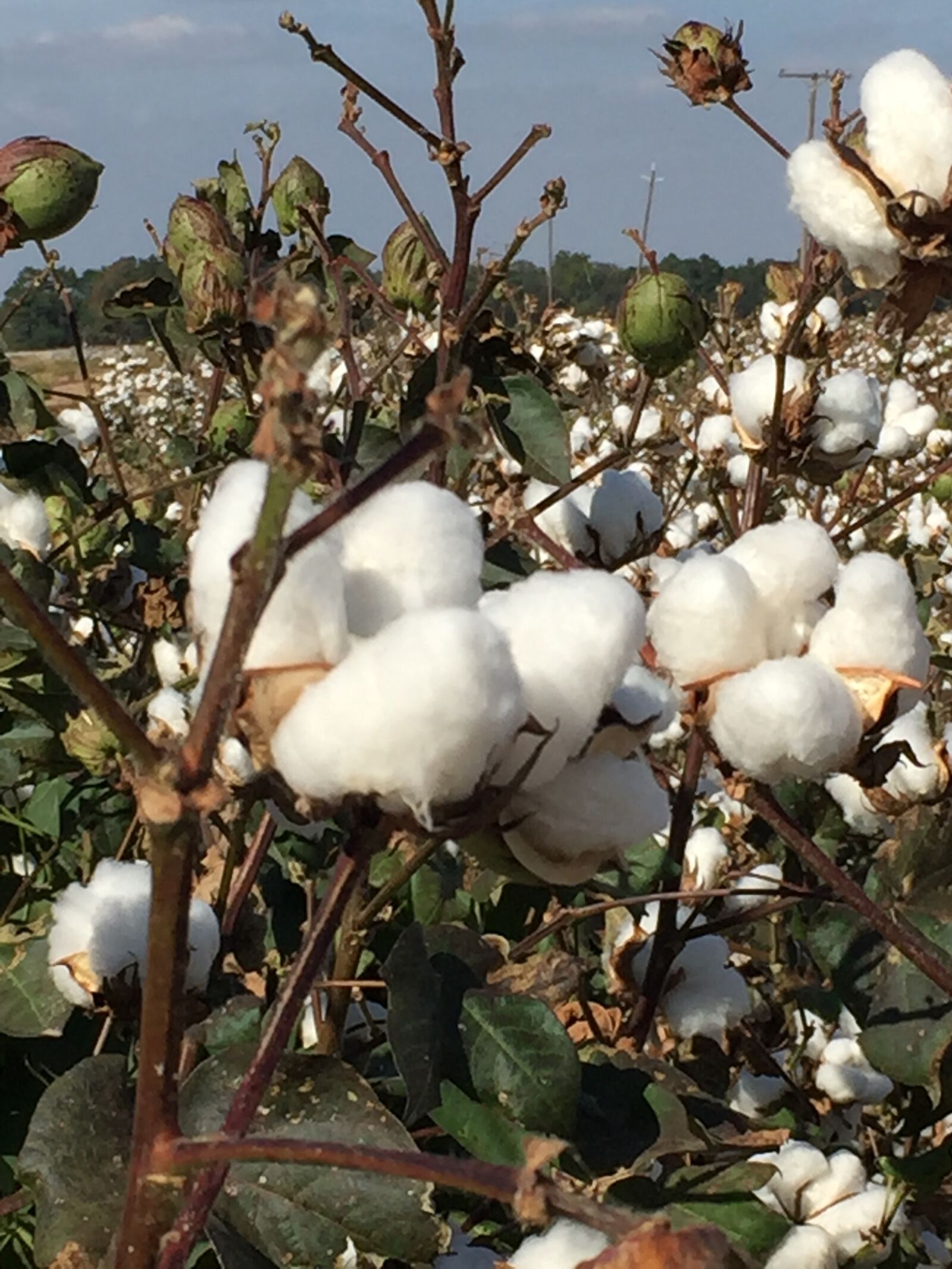 Apple iPhone 6 sample photo. Cotton photography