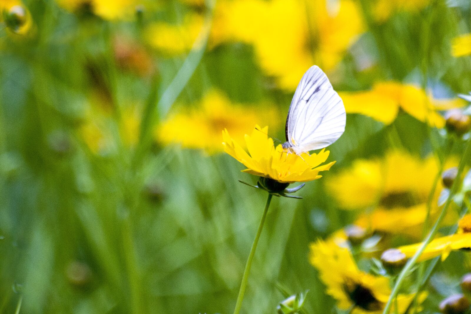 Canon EOS 600D (Rebel EOS T3i / EOS Kiss X5) sample photo. Butterfly, insects, nature photography