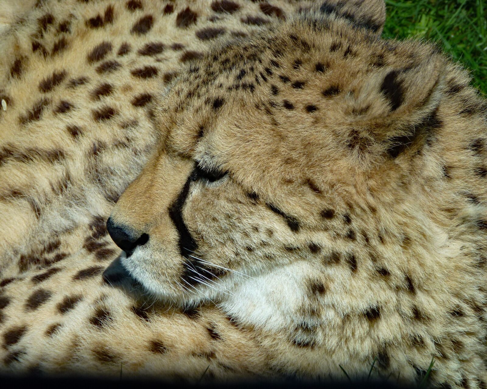 Panasonic Lumix DMC-ZS10 (Lumix DMC-TZ20 / Lumix DMC-TZ22) sample photo. Cheetah, feline cat, cat photography