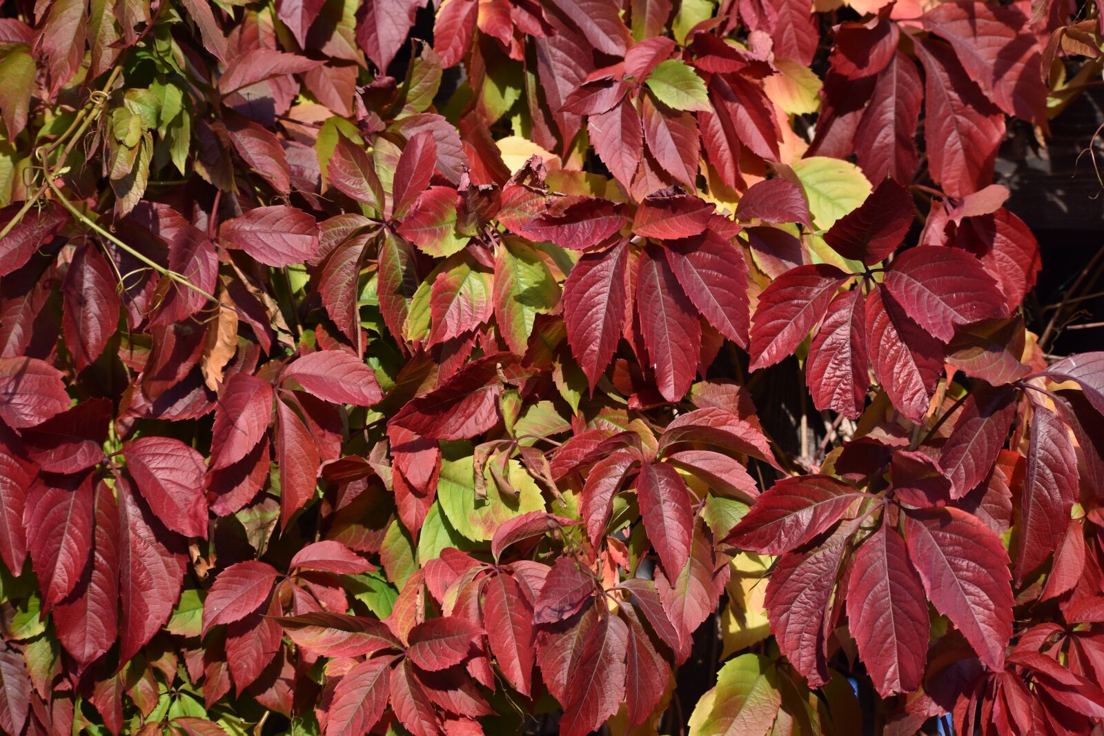 Nikon D3400 sample photo. Autumn, leaves, red photography