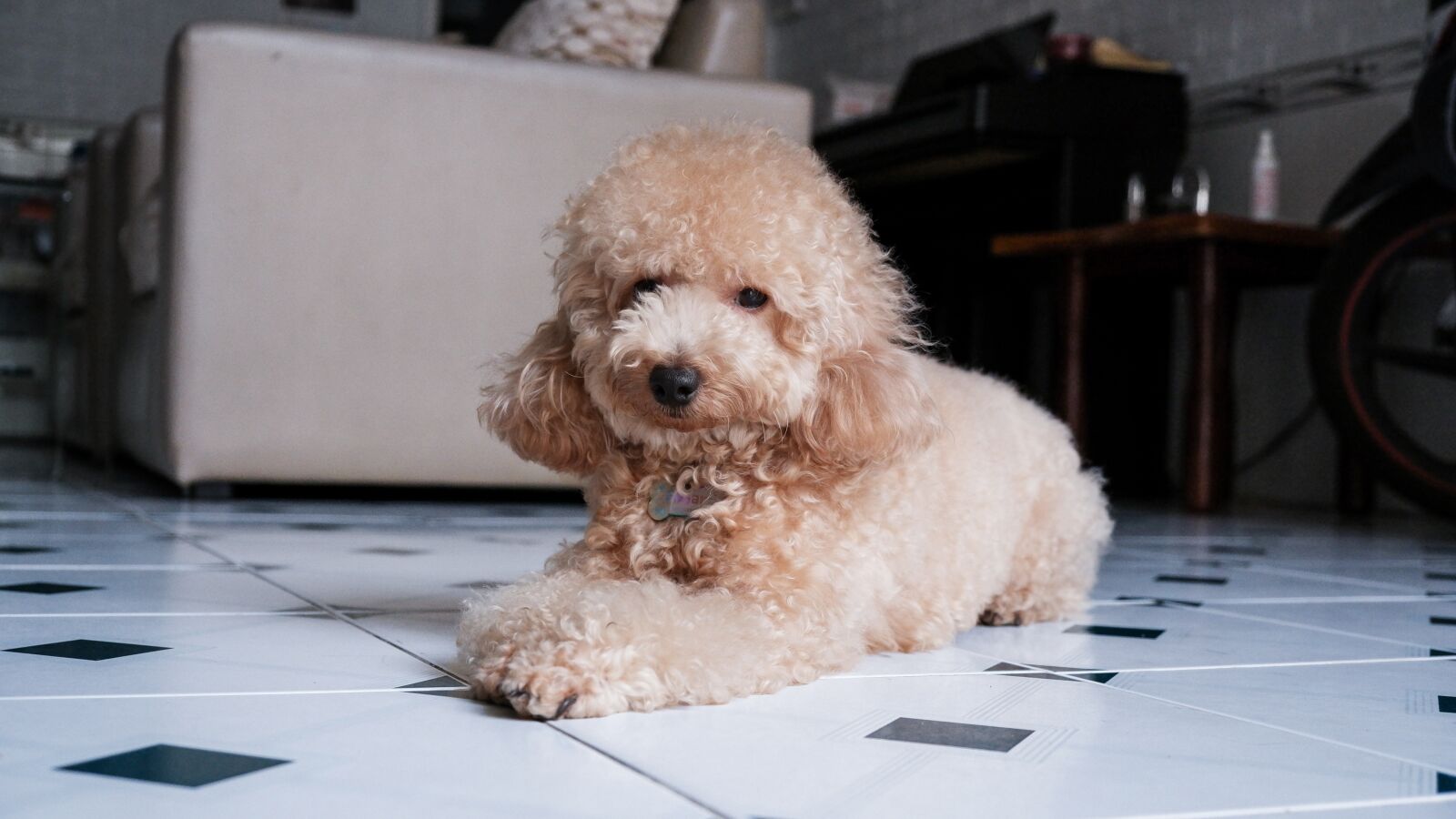 Fujifilm X-T200 sample photo. Poodle, dog, puppy photography