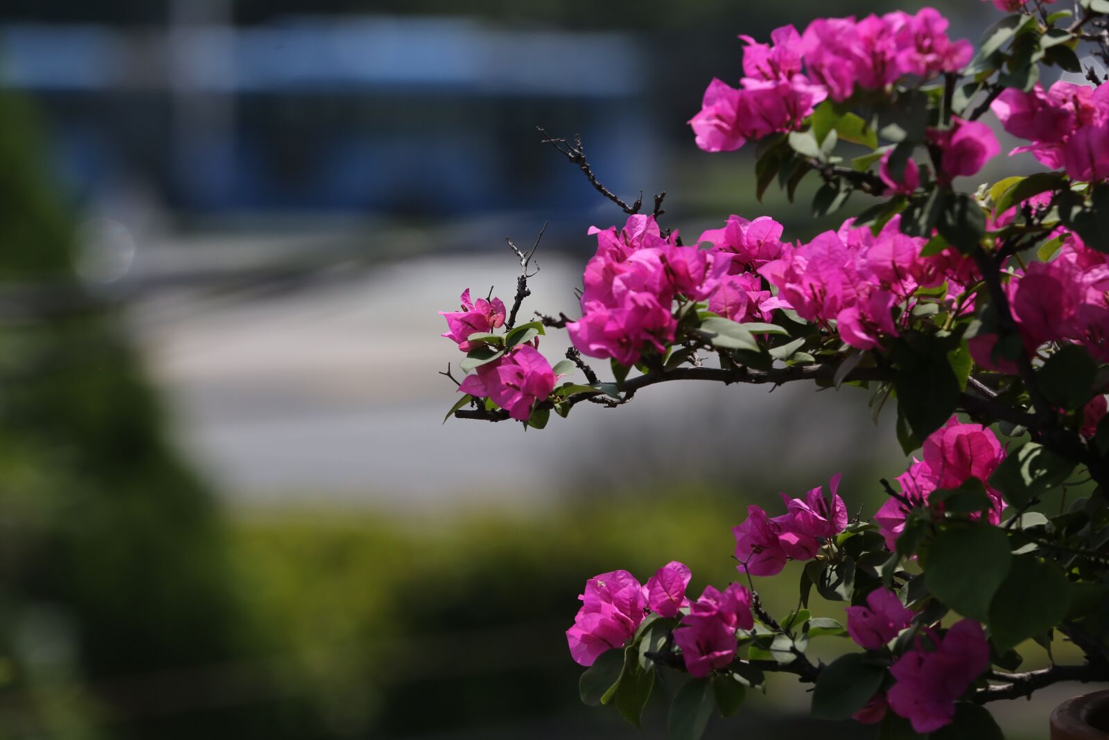 Canon EOS 6D sample photo. Flower, flowery hazel, flowers photography