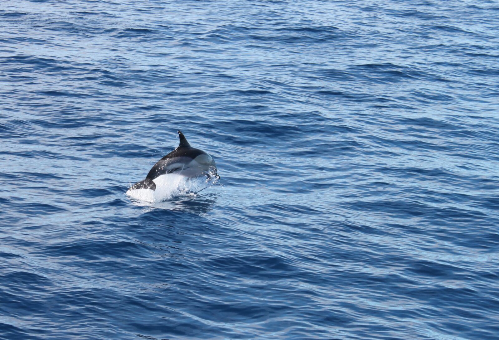 Canon EOS 500D (EOS Rebel T1i / EOS Kiss X3) sample photo. Dolphin, fauna, water photography