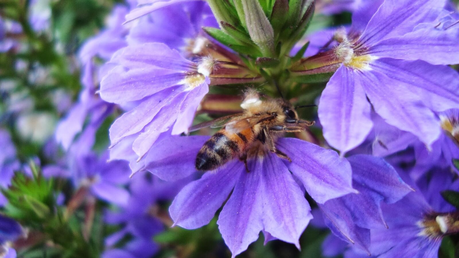 Sony Cyber-shot DSC-W120 sample photo. Flower, violet, hornet photography