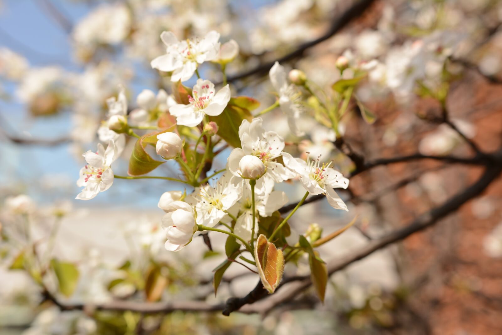 Nikon D7100 sample photo. Flower, the scenery, plant photography