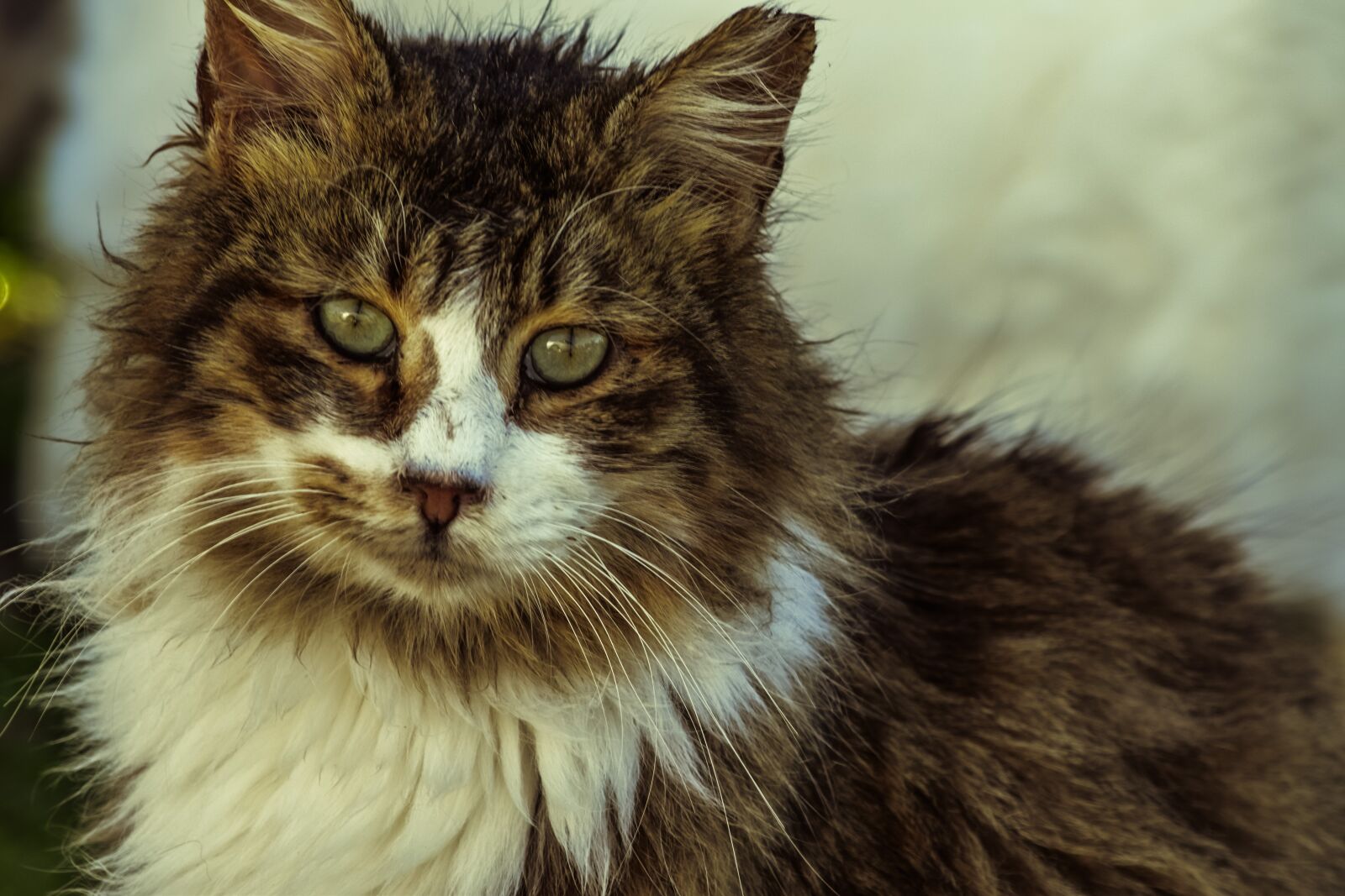 Nikon D3300 sample photo. Cat, stray, eyes photography