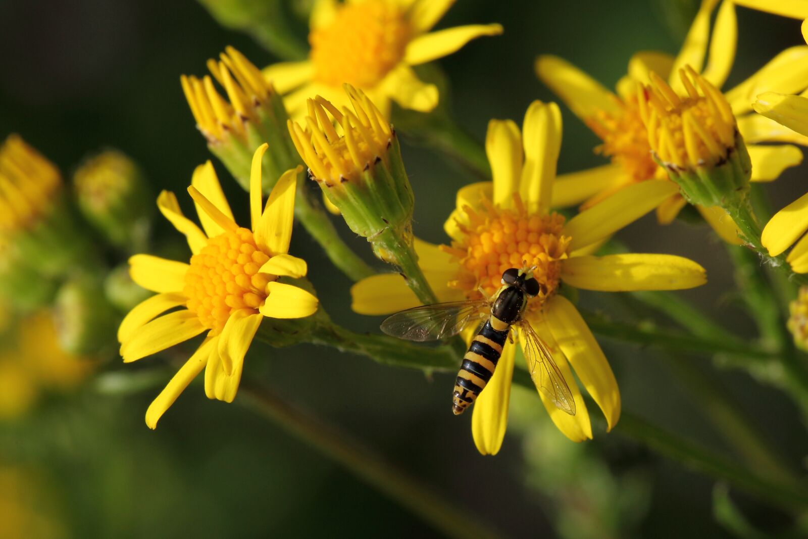Canon EOS 5D Mark II sample photo. Insect, hoverfly, yellow flower photography