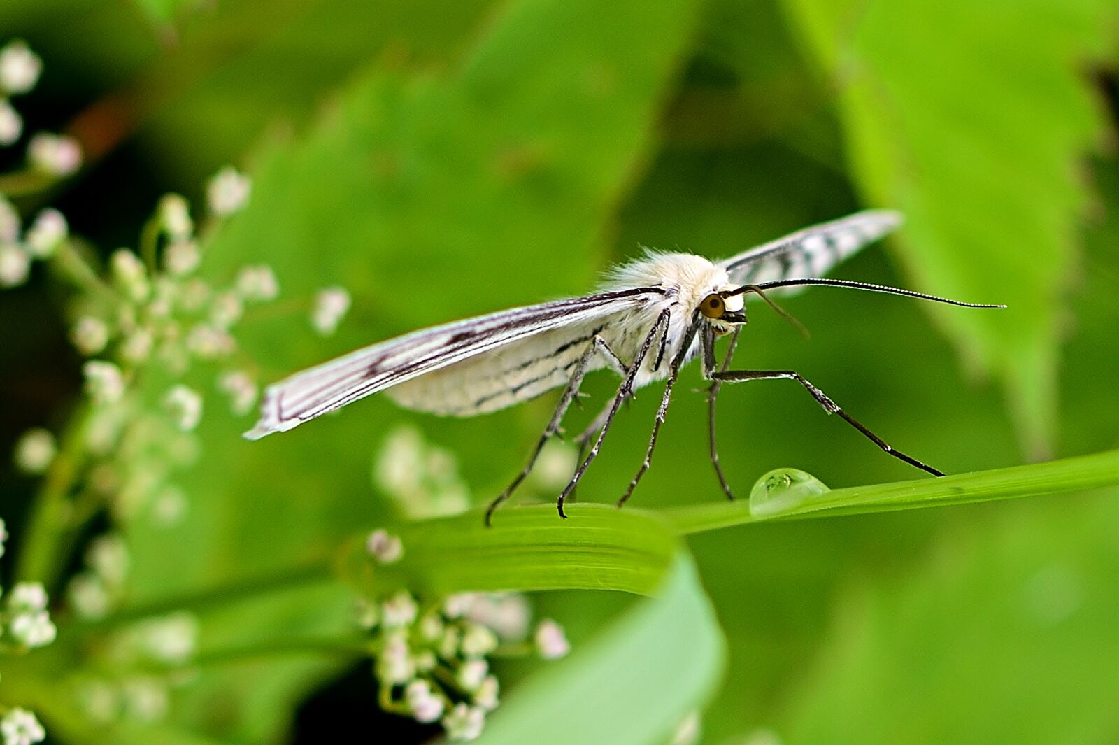 Nikon D5200 sample photo. Butterfly, hartheu tensioner, close photography