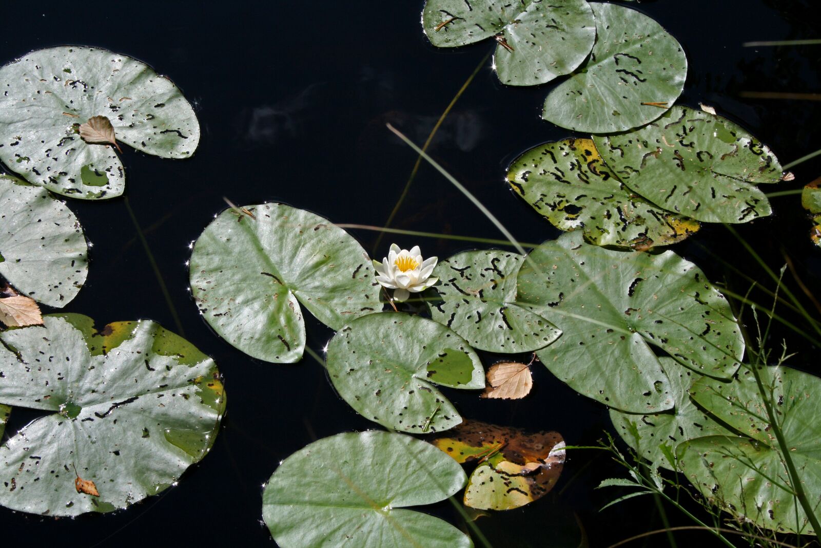 Canon EOS 400D (EOS Digital Rebel XTi / EOS Kiss Digital X) sample photo. Waterlily, pond, water photography