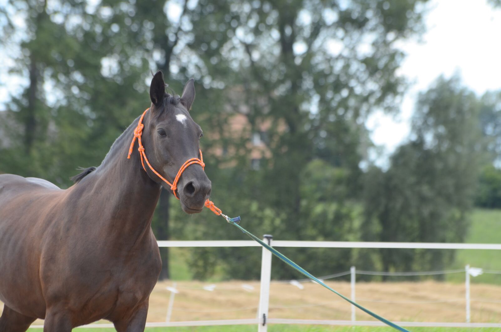 Nikon D7000 sample photo. The horse, mare, horse photography