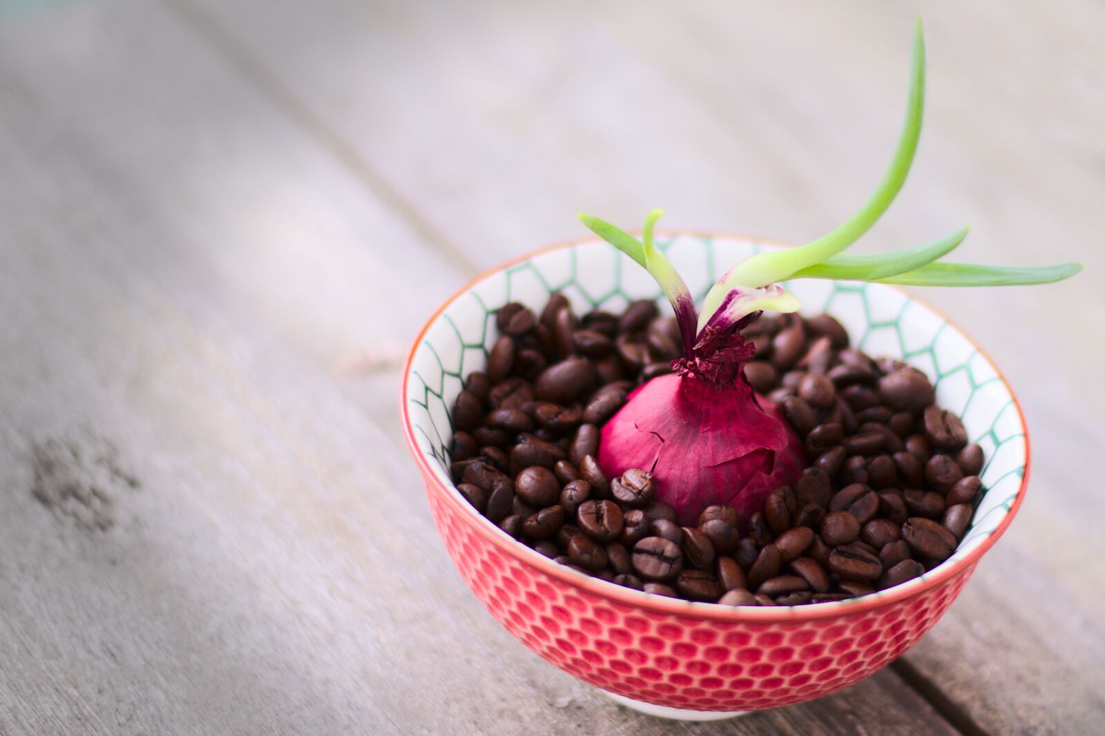 Canon EOS 800D (EOS Rebel T7i / EOS Kiss X9i) + Canon EF 50mm F1.8 STM sample photo. Coffee, onion, coffee beans photography