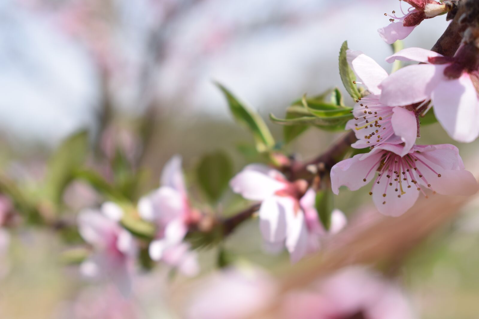 Nikon D3300 sample photo. Spring, flowers, pink photography
