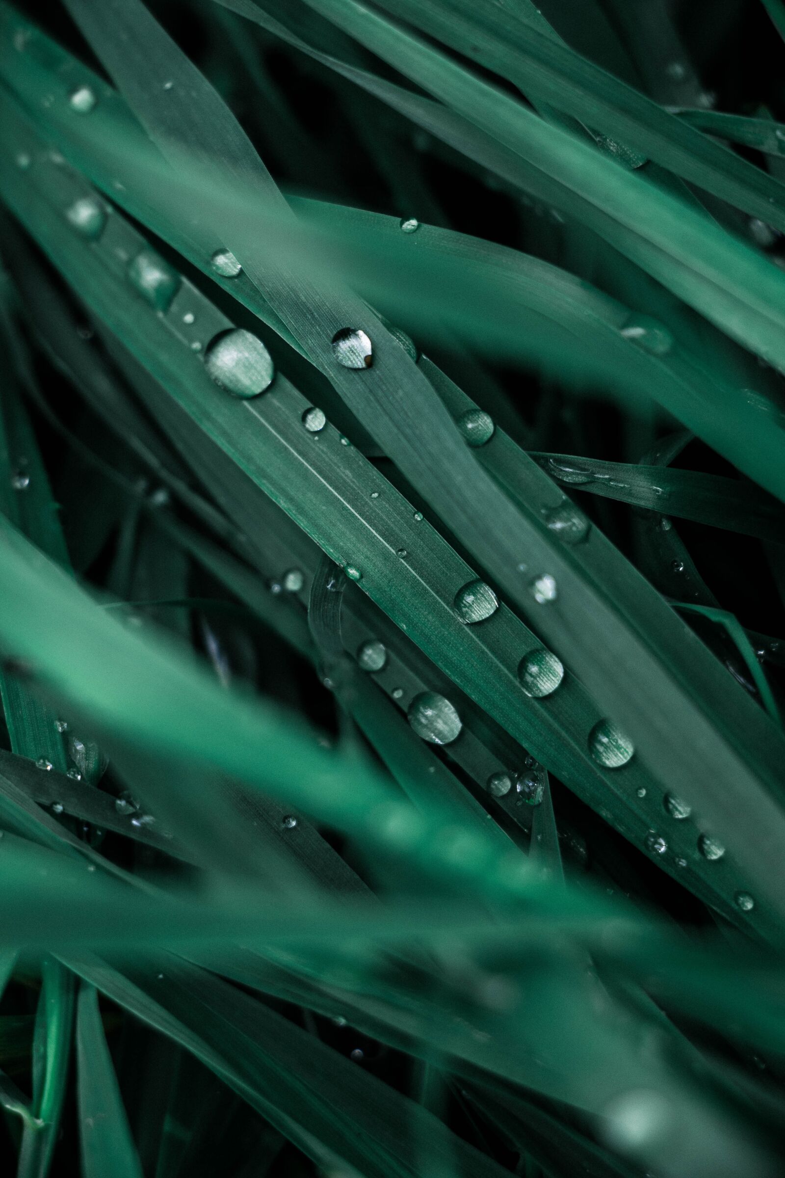 Canon EOS 70D sample photo. Grass, rosa, rain photography