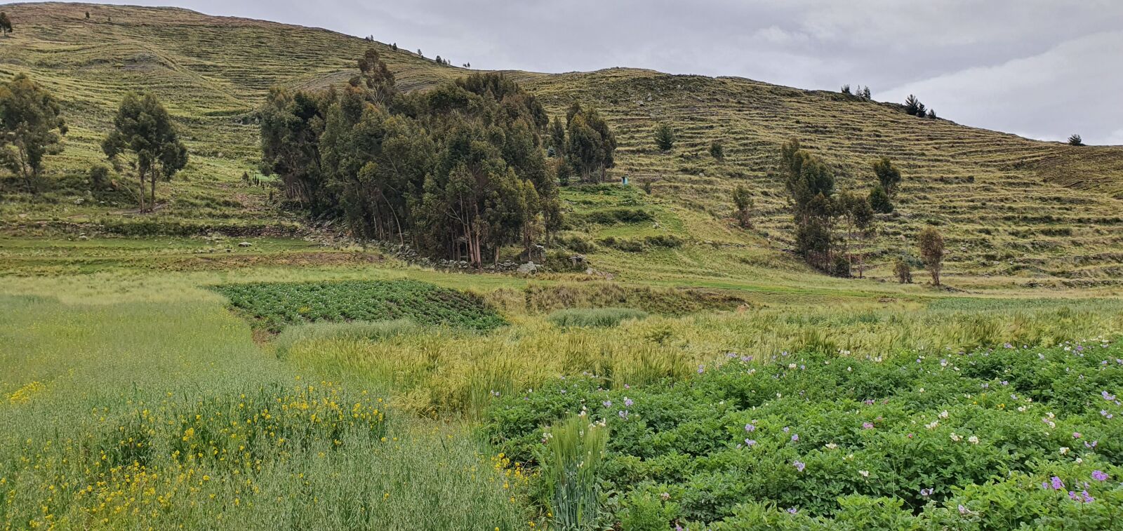 Samsung Galaxy S10+ sample photo. Puno, estate, totorcuyo photography
