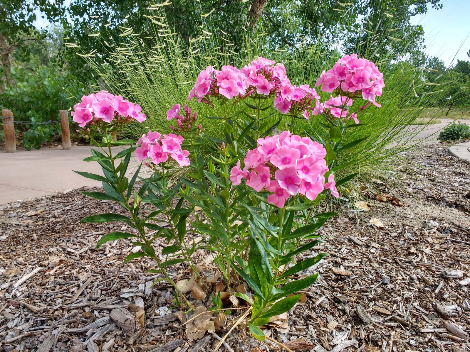Motorola MotoG3 sample photo. Shrub, nature, flora, garden photography