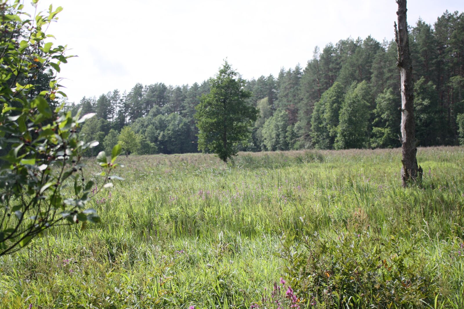 Canon EOS 450D (EOS Rebel XSi / EOS Kiss X2) sample photo. Meadow, forest, nature photography