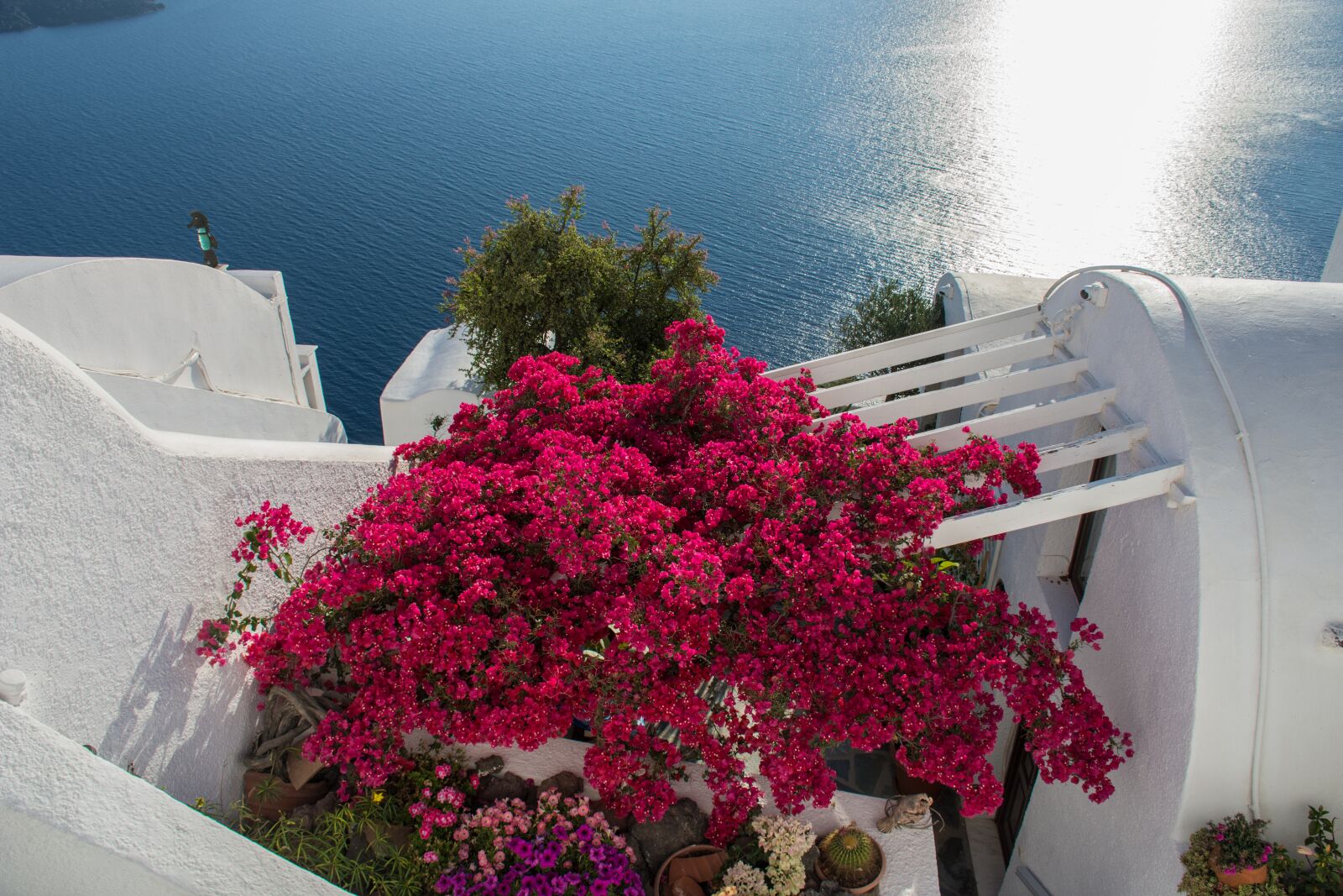 Nikon D7200 sample photo. Flowers, sea, white photography