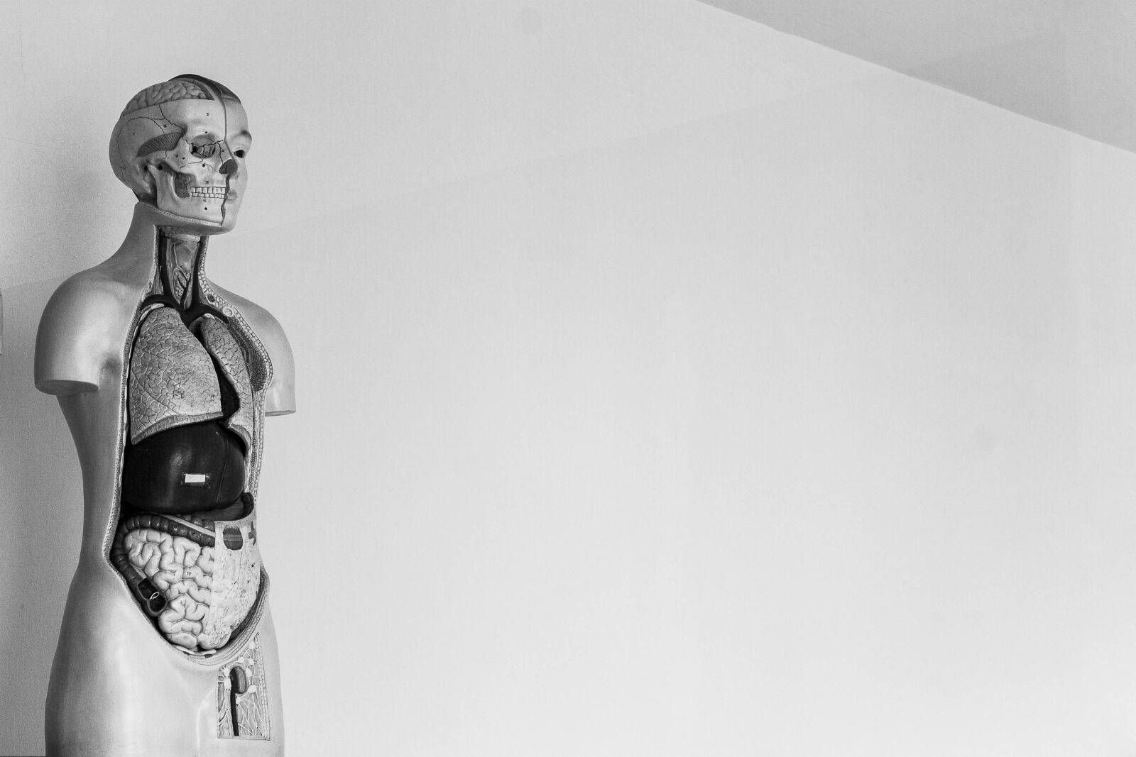 Canon EOS 1100D (EOS Rebel T3 / EOS Kiss X50) sample photo. Human, skeleton, body photography