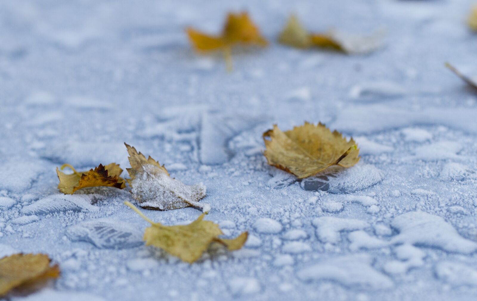 Canon EF 100mm F2.8L Macro IS USM sample photo. Frost, leaf, winter photography