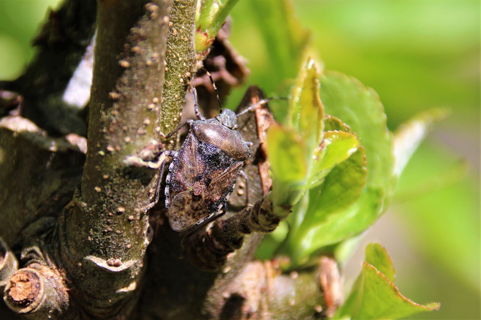 Canon EOS 700D (EOS Rebel T5i / EOS Kiss X7i) sample photo. Bug, insect, nature photography