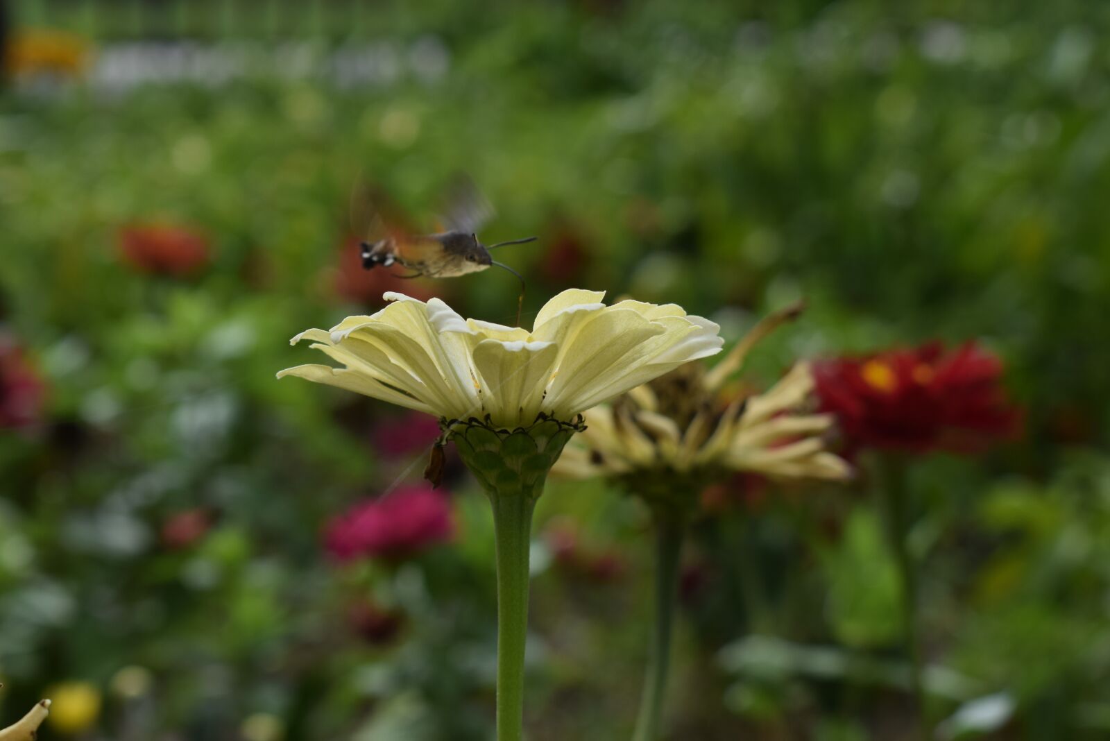Nikon D3300 sample photo. Nature, flower, plant photography