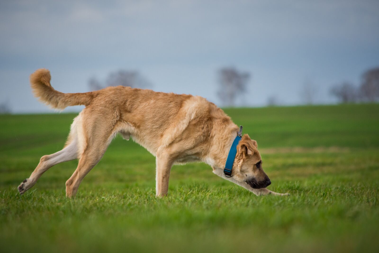 Nikon D7200 sample photo. Dog, grass, animal photography