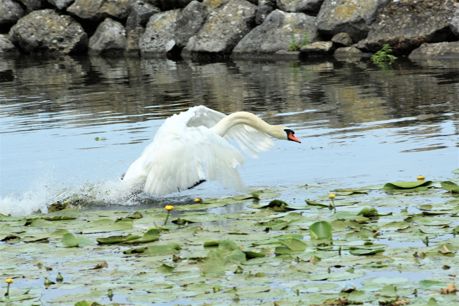 Canon EF75-300mm f/4-5.6 sample photo. Swan, lake, flying photography