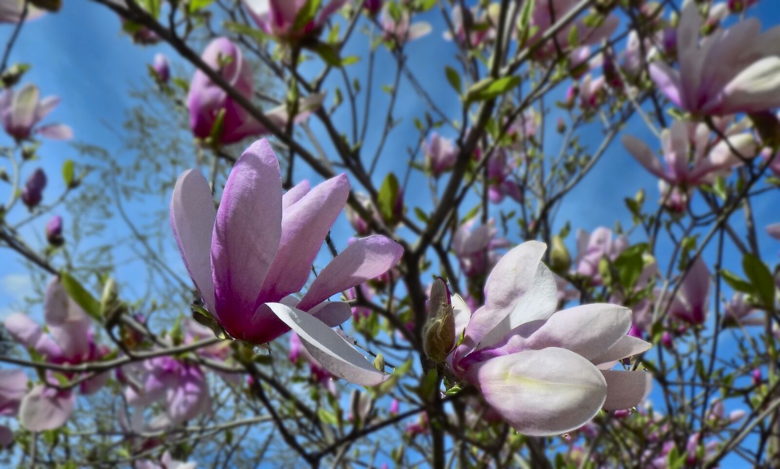 Nikon COOLPIX L330 sample photo. Magnolia, flowers, spring photography